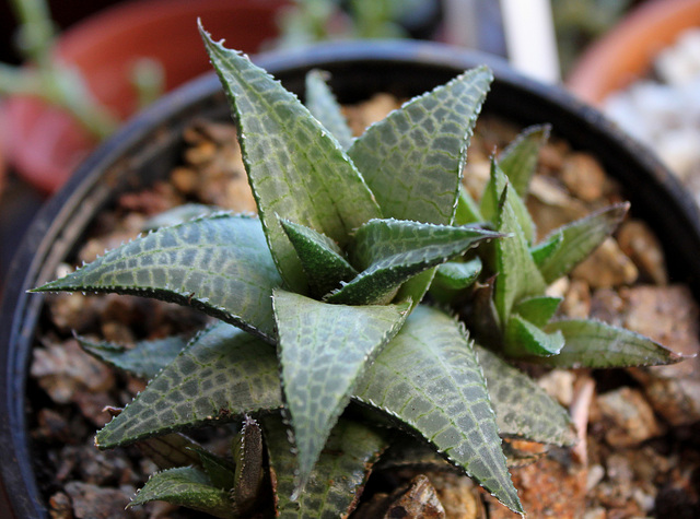 Haworthia tesselata