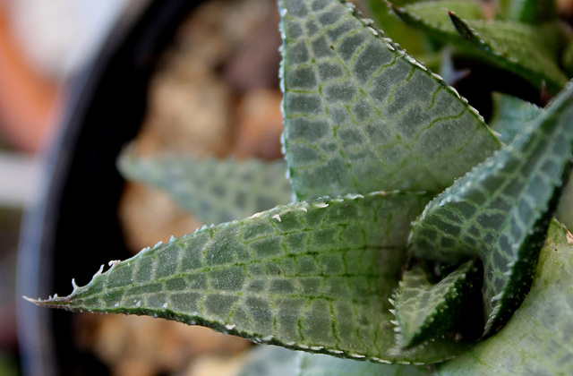 Haworthia tesselata 2