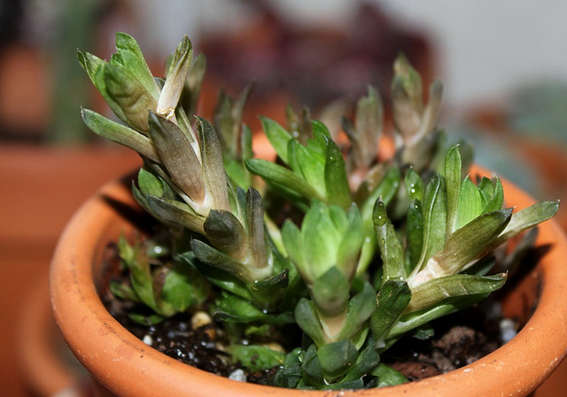 Haworthia cymbiformis ramosa (2)