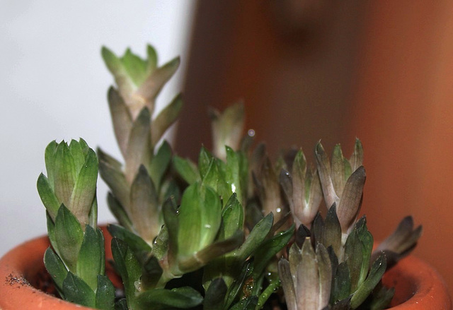 Haworthia cymbiformis ramosa