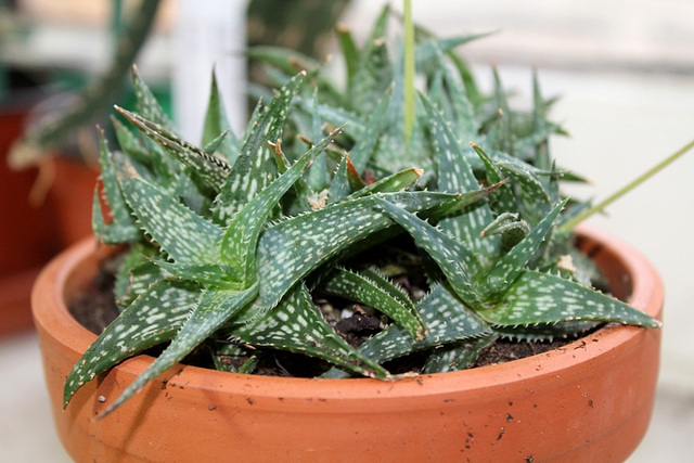 Aloe X (Aloe descoingsii x rauhii probable)