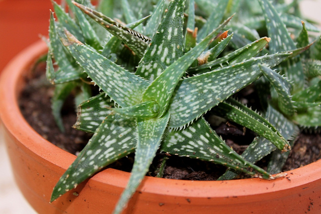 Aloe X (Aloe descoingsii x rauhii probable)