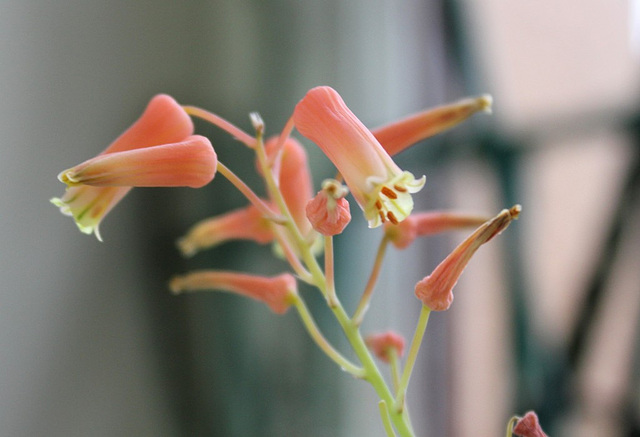 Aloe X (Aloe descoingsii x rauhii probable)