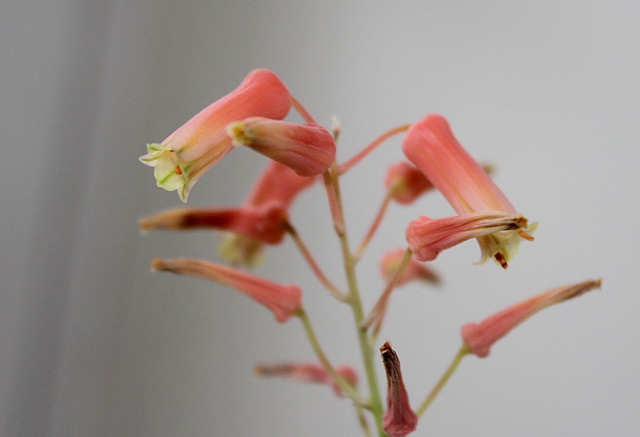 Aloe X (Aloe descoingsii x rauhii probable)