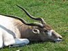 IMG 2327 Antilope