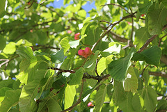 Magnolia acuminata