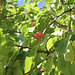 Magnolia acuminata