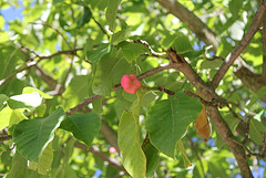 Magnolia acuminata