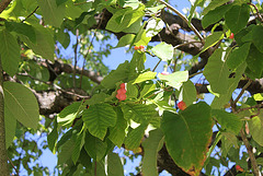 Magnolia acuminata