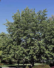 Magnolia acuminata acci