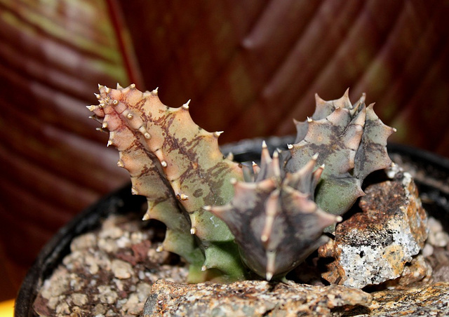 Huernia zebrina ssp magniflora