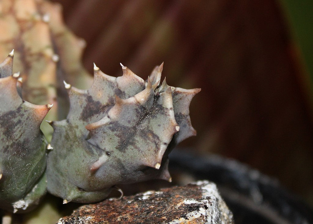 Huernia zebrina ssp magniflora