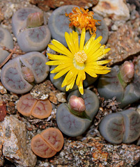 Lithops schwantesii marthae