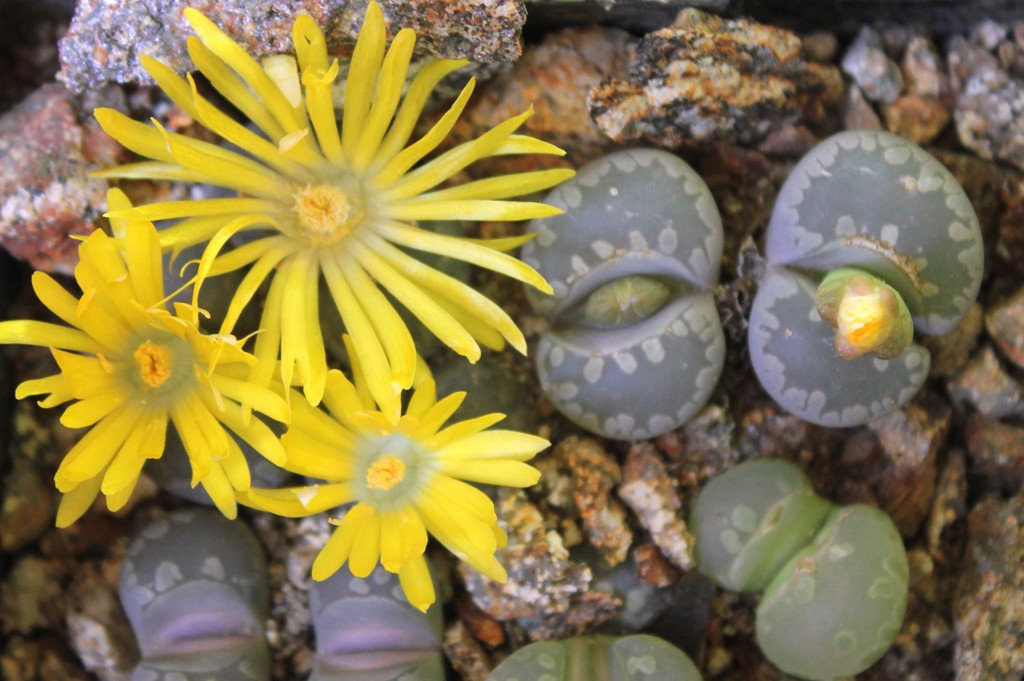 Lithops otzeniana (2)