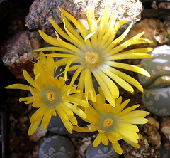 Lithops otzeniana (3)