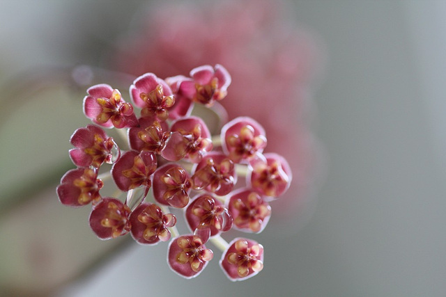 Hoya tsangii (2)