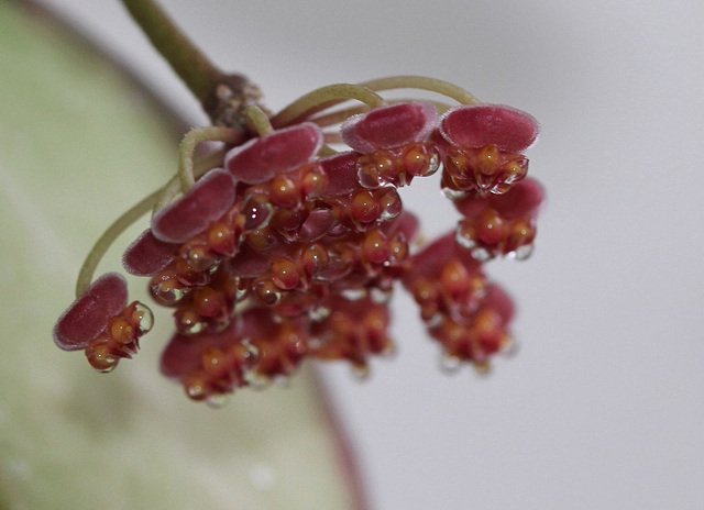 Hoya tsangii