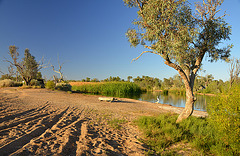 Morning at the desert billabong