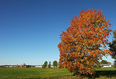 La féérie des couleurs