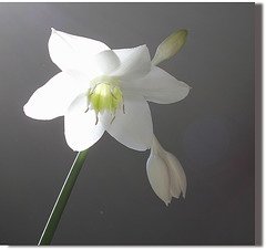 Eucharis amazonica