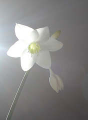 Eucharis amazonica