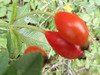 P8252899