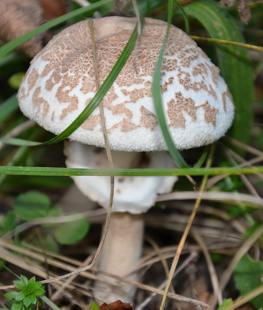 Champignon