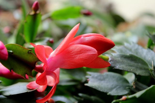 Schlumbergera rouge