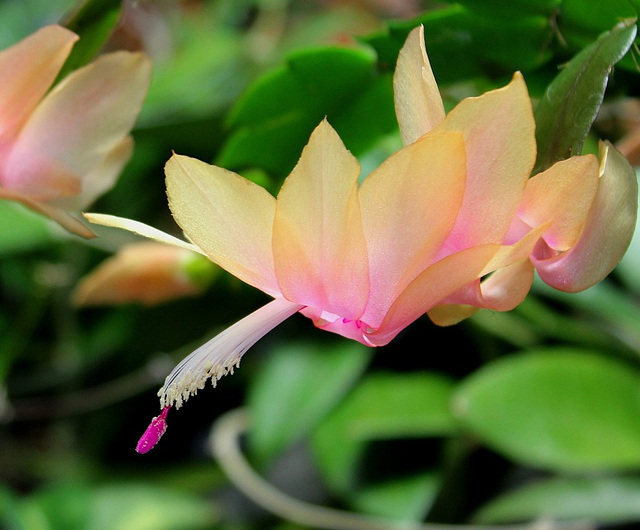 Schlumbergera orange (3)