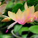 Schlumbergera orange (3)