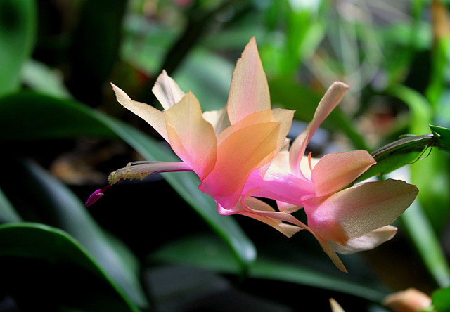 Schlumbergera orange (2)