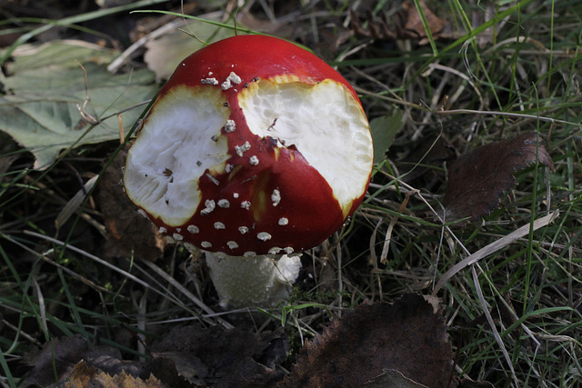 Bouchées double