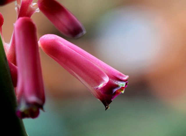 Lachenalia bulbifera (2)