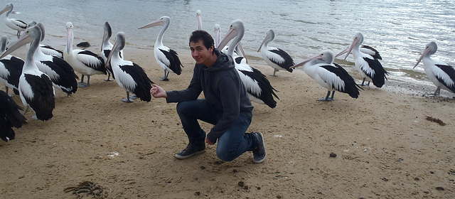 pelicans et Gautier