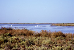 Camargue