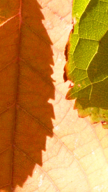 Shadow Fall Projection