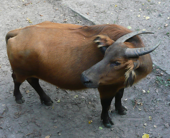 Zoo Dresden