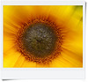 the eye of the sun(flower)