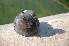 Insolite , un pigeon sans pattes