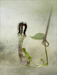 Images et textures11 copie (ceropegia woodii)