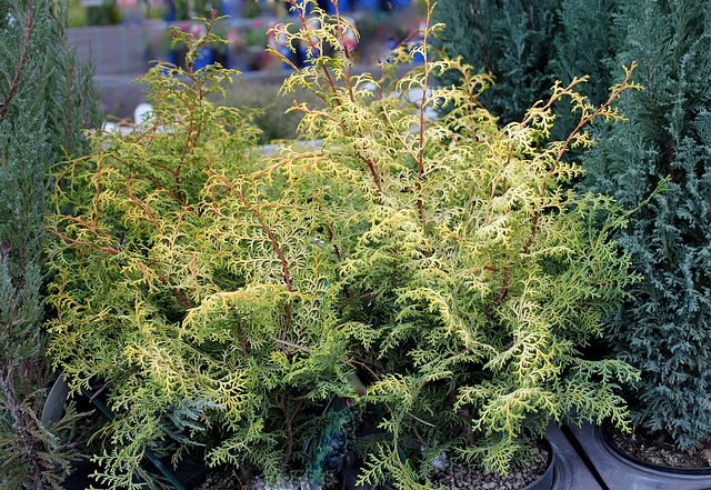 Chamaecyparis obtusa 'Lucas ' (2)