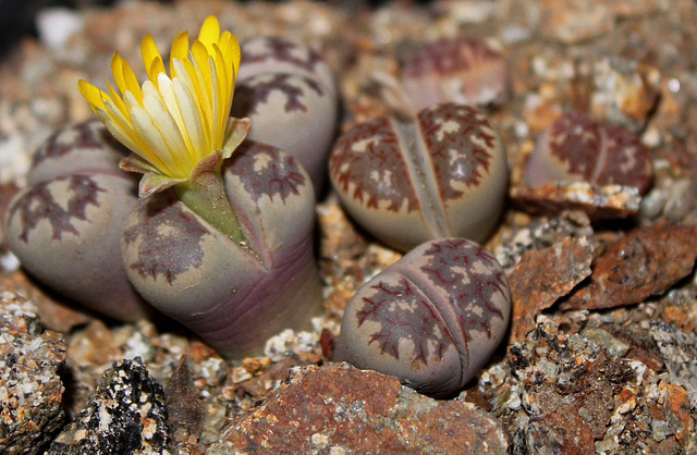 Lithops dorothea