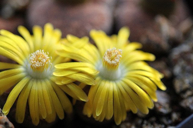 Lithops lesliei hornii-C 364