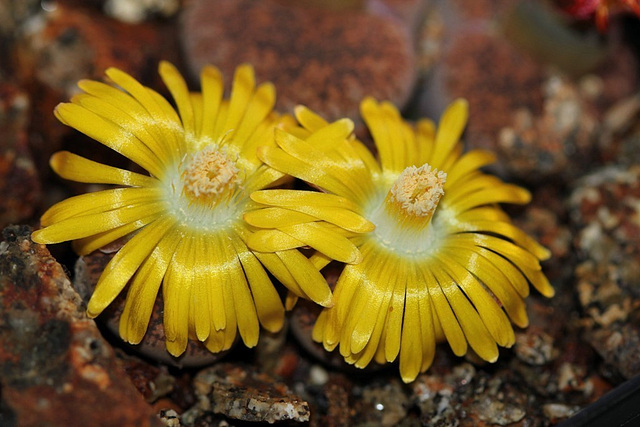 Lithops lesliei hornii-C 364