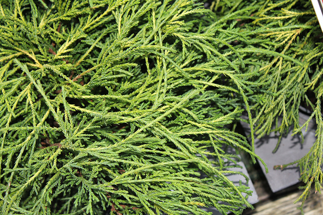 Chamaecyparis pisifera (2)