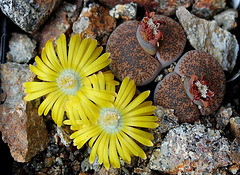 Lithops lesliei hornii-C 364