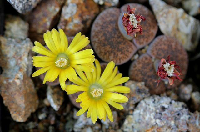 Lithops lesliei hornii-C 364