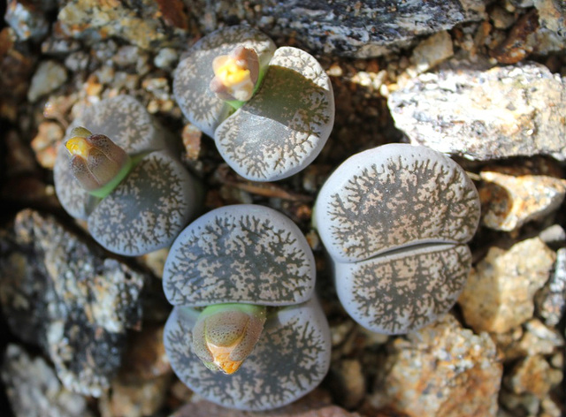 C153 - Lithops Lesliei venteri "maraisii"