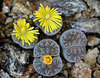 C153 - Lithops Lesliei venteri "maraisii"