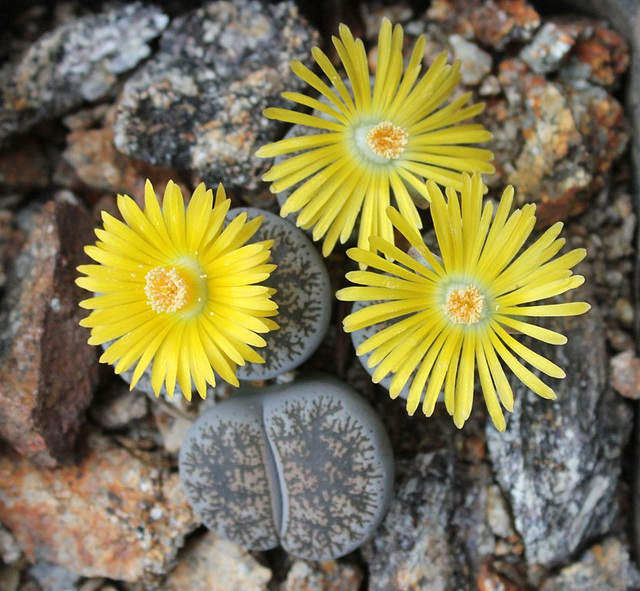 C153 - Lithops Lesliei venteri "maraisii"